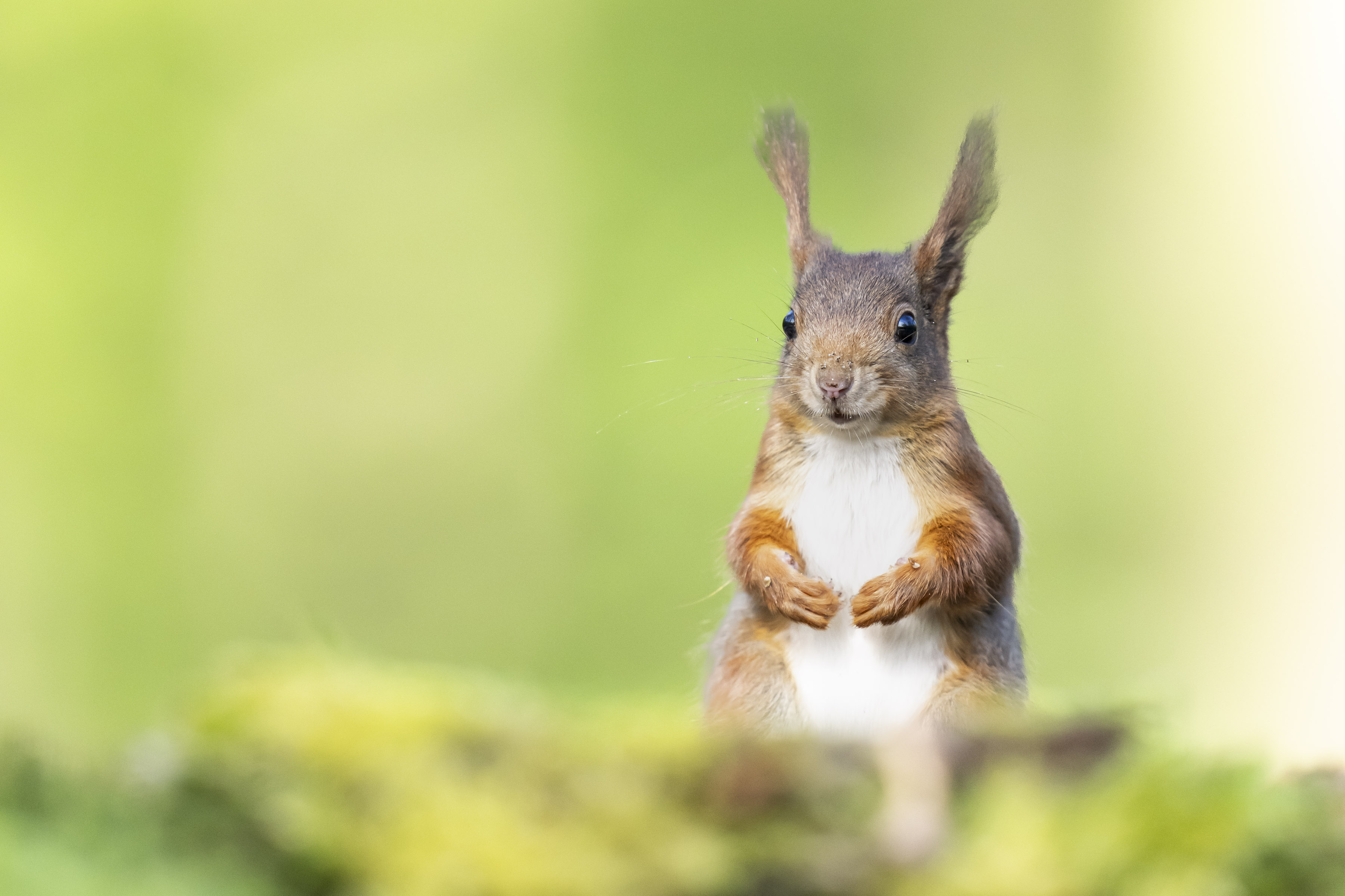 240422 Boshut De Clinge-16215.jpg